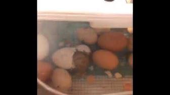 'Video thumbnail for Exotic Gardening Farm Chick Hatching Project - Sheri Ann Richerson ExperimentalHomesteader.com'