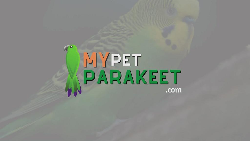'Video thumbnail for How To Keep A Parakeet Warm'