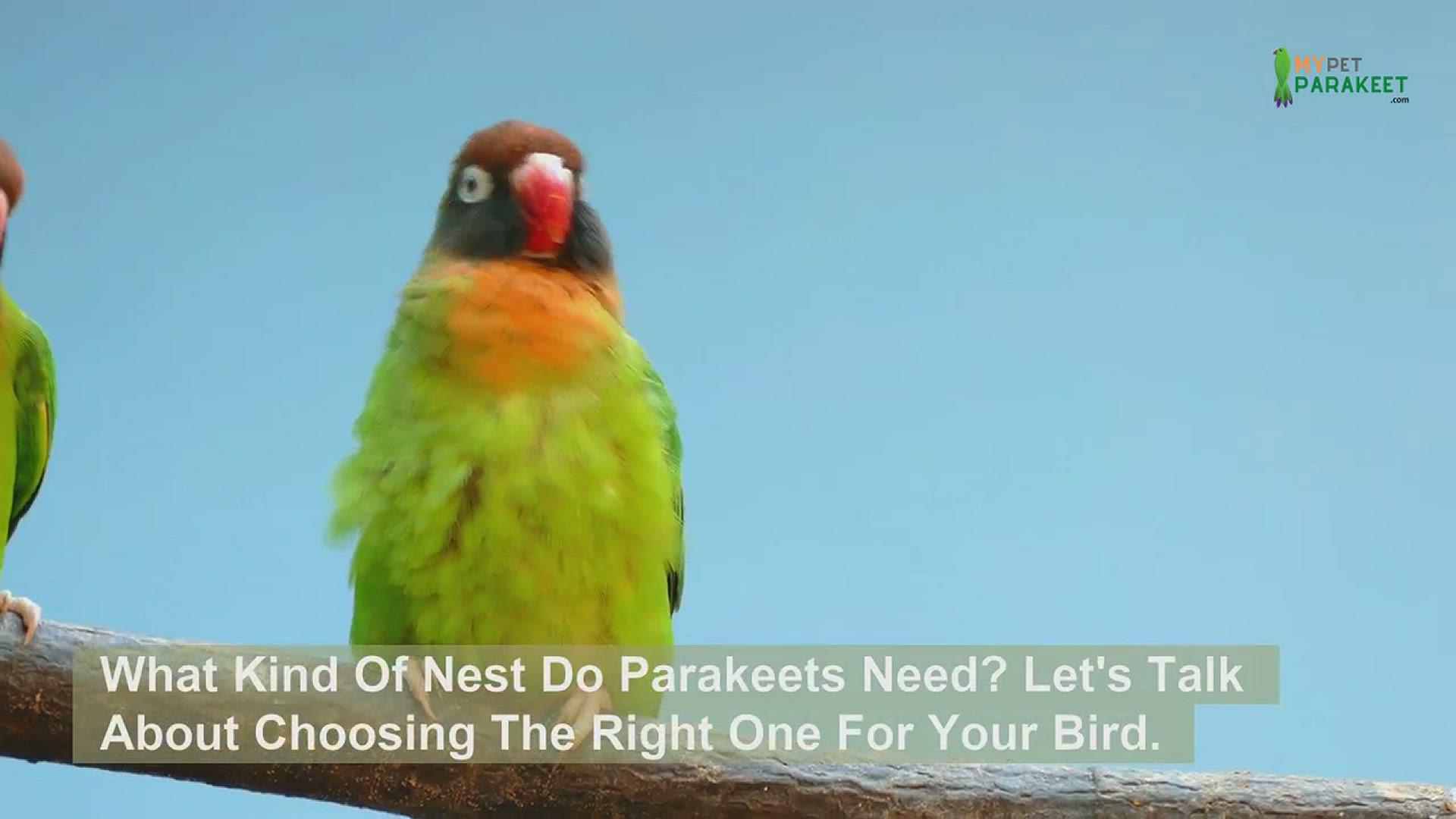 'Video thumbnail for What Kind Of Nest Do Parakeets Need? Choosing The Right One'
