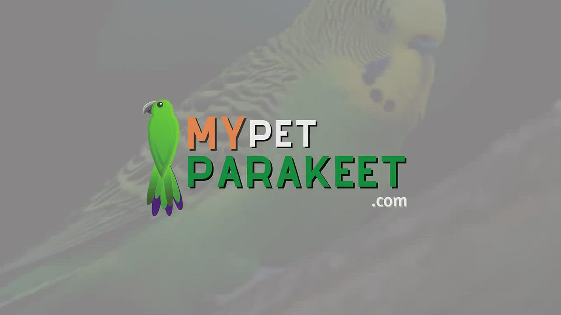 'Video thumbnail for Do Parakeets Have Ears? Interesting Facts About A Parakeets Hearing'