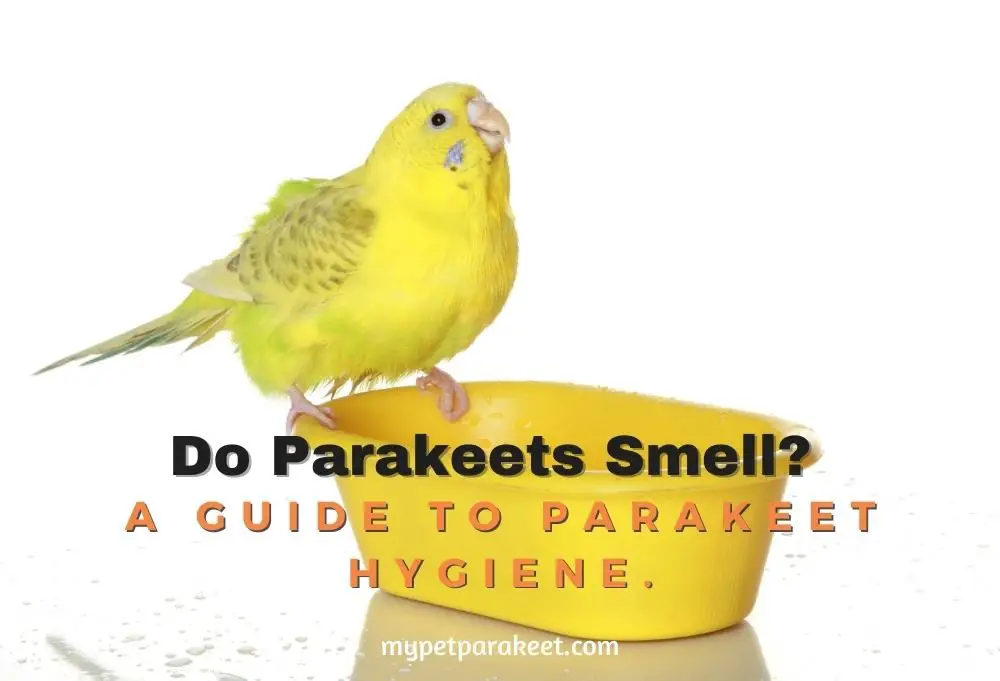 A Guide To Parakeet Hygiene.