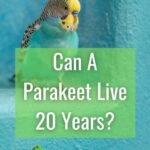 Can A Parakeet Live 20 Years_ (2)