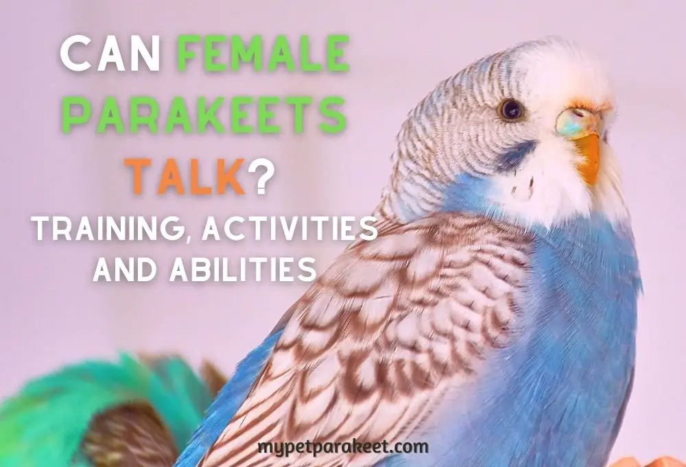 Can Female Parakeets Talk?