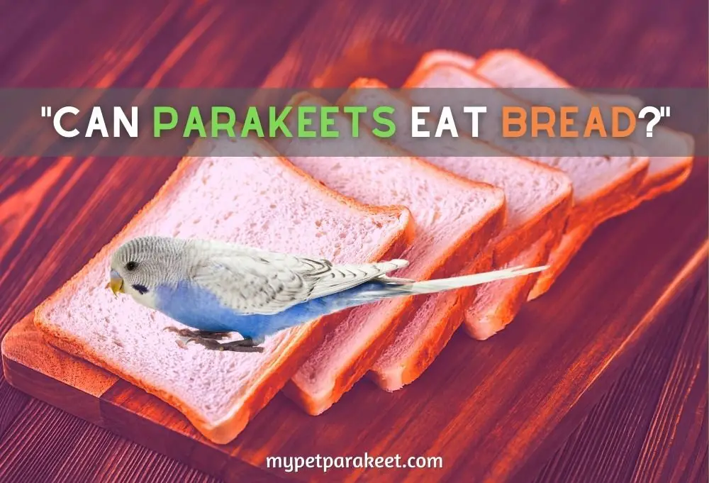 &Quot;Can Parakeets Eat Bread?&Quot;