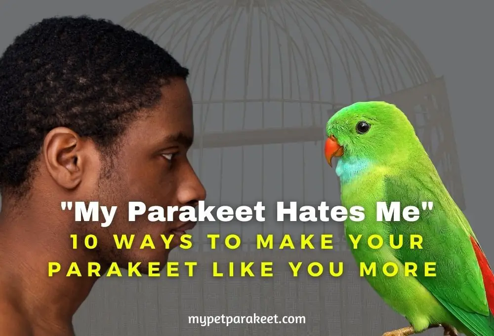 10 Ways To Make Your Parakeet Like You More