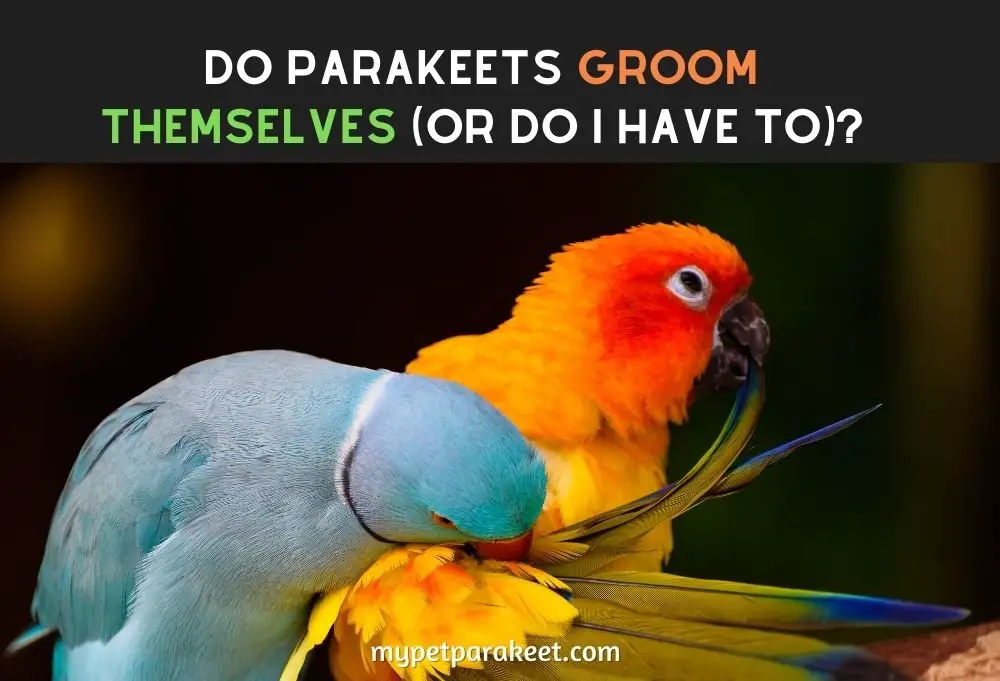 Do Parakeets Groom Themselves (Or Do I Have To)?