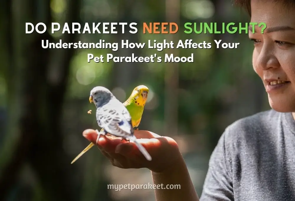 Do Parakeets Need Sunlight