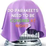 Do Parakeets Need To Be Covered At Night?