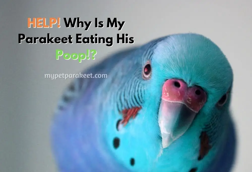 HELP! Why Is My Parakeet Eating His Poop!?