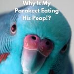 Help! Why Is My Parakeet Eating His Poop!_