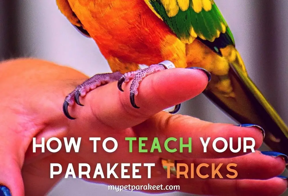 How To Teach Your Parakeet Tricks