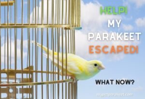 My Parakeet Escaped