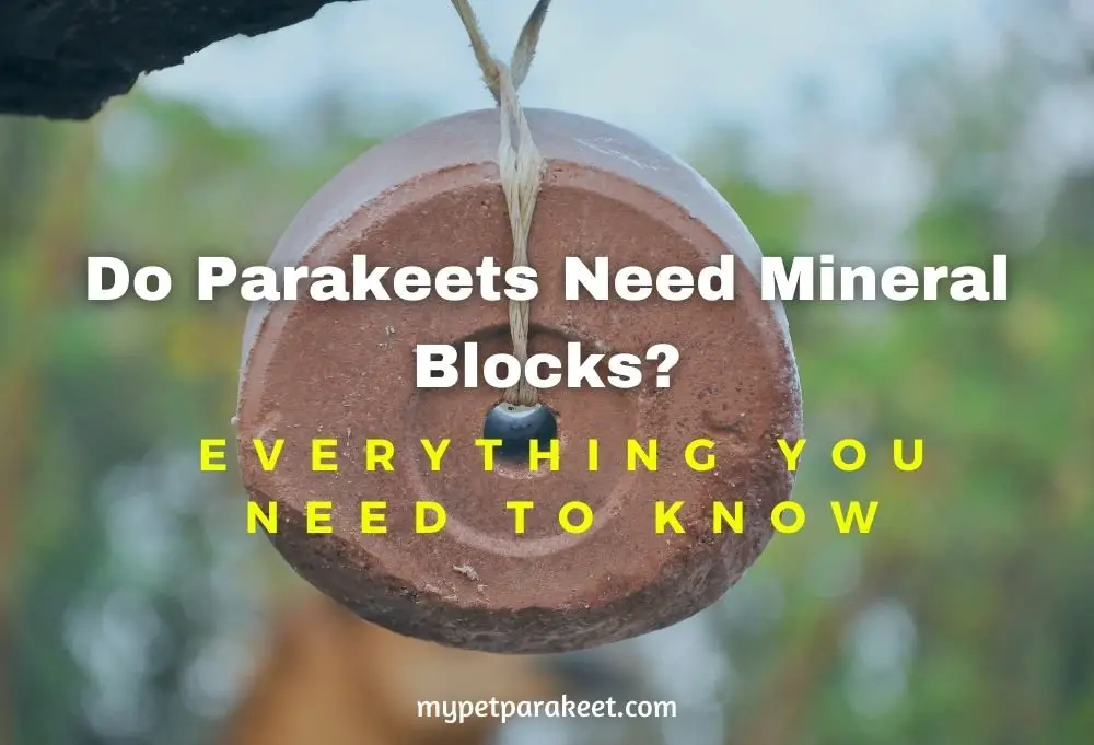 Do Parakeets Need Mineral Blocks?