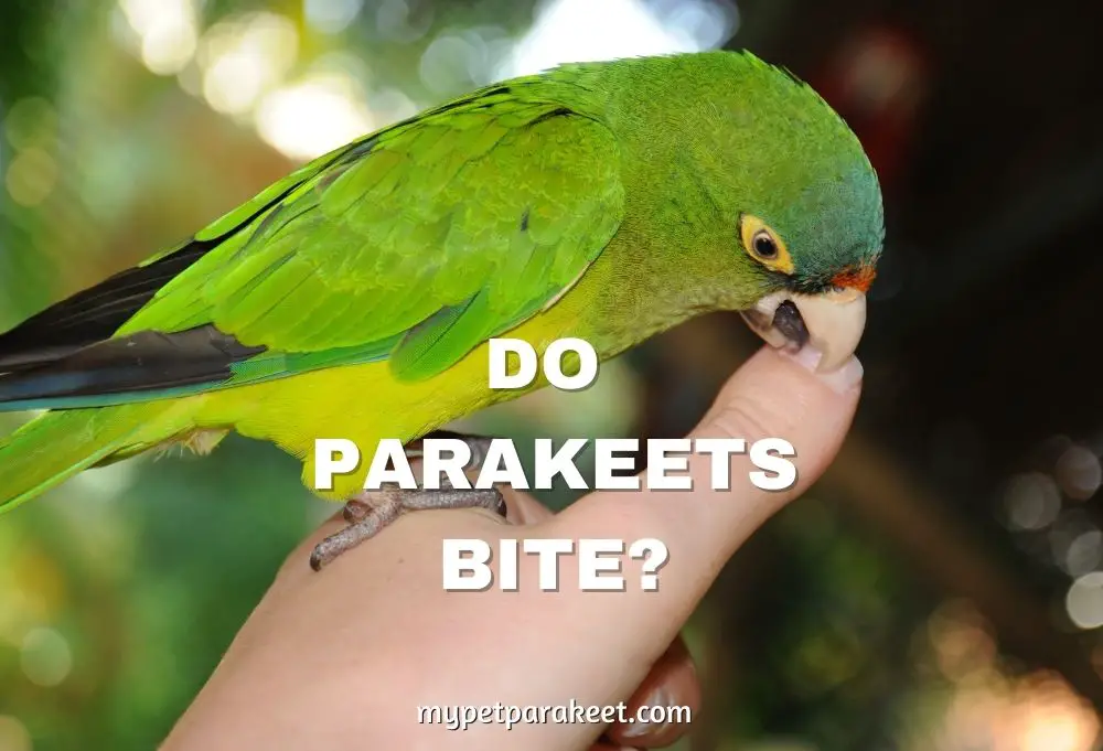 Do Parakeets Bite?
