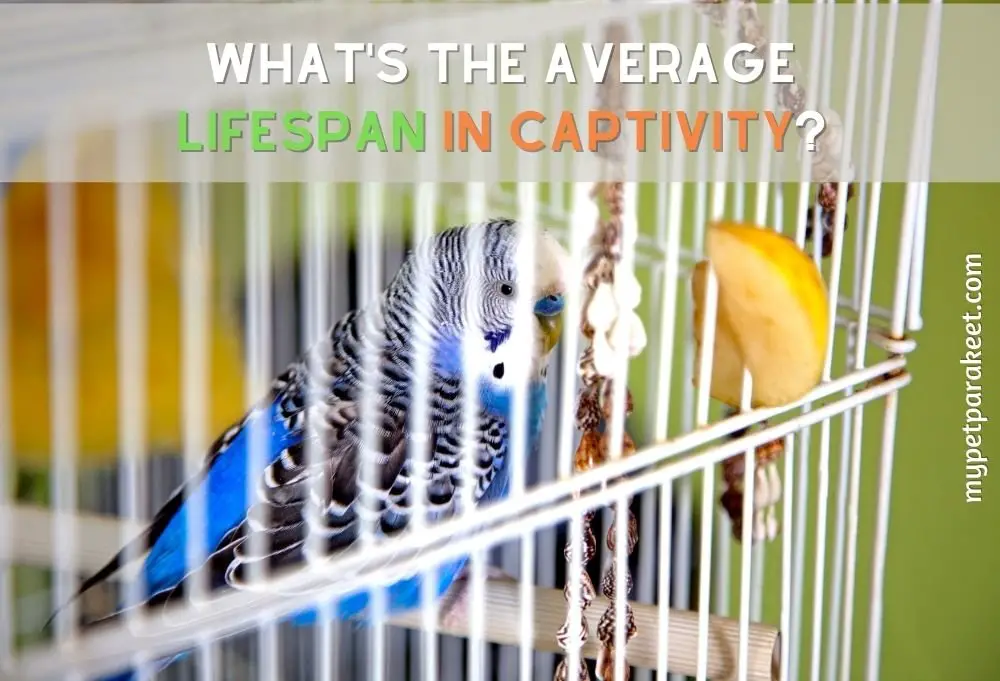 What's The Average Lifespan In Captivity?
