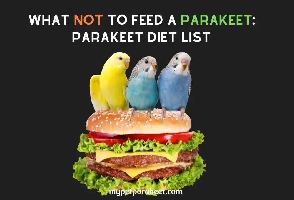 What Not To Feed A Parakeet: Parakeet Diet List