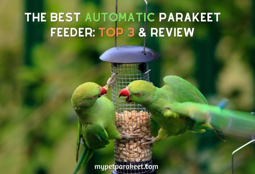 The Best Automatic Parakeet Feeder: Top 3 & Review
