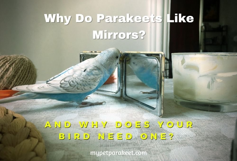 Why Do Parakeets Like Mirror
