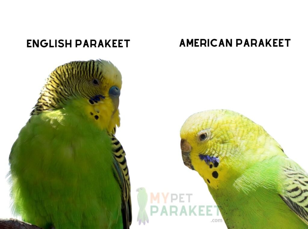 English And American Parakeet