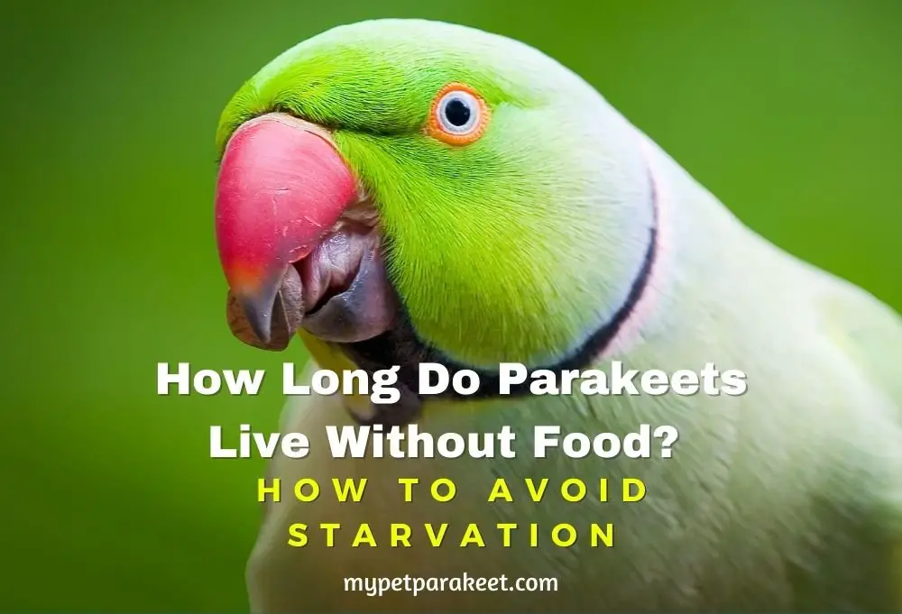 how to avoid parakeet starvation