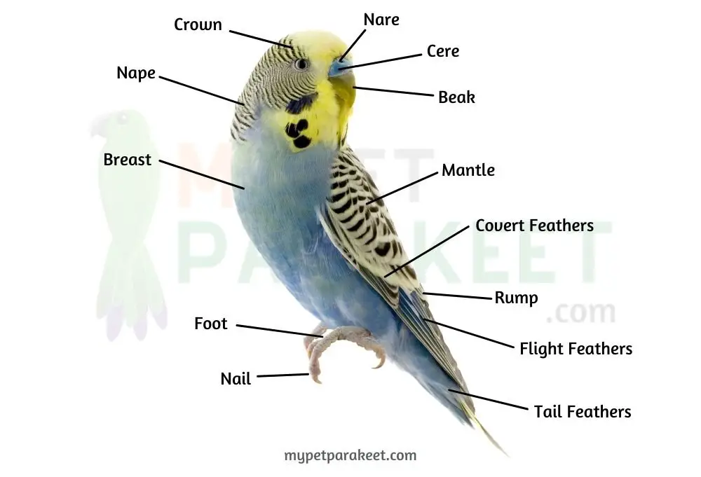 Parakeet Owners Guide: How To Take Care Of A Parakeet