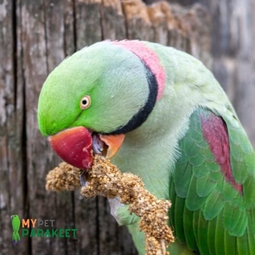 Millet Spray Eating Parakeet
