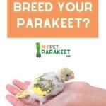 Parakeet Breeding 101