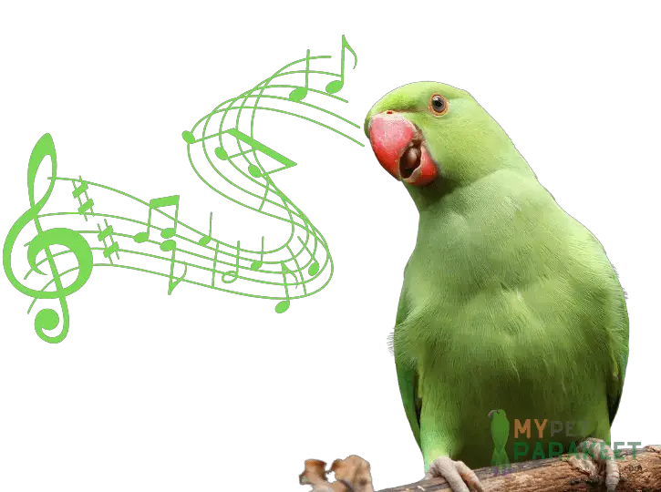 How Do You Teach Female Parakeets To Sing?