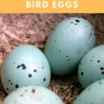 How To Care For Abandoned Bird Eggs