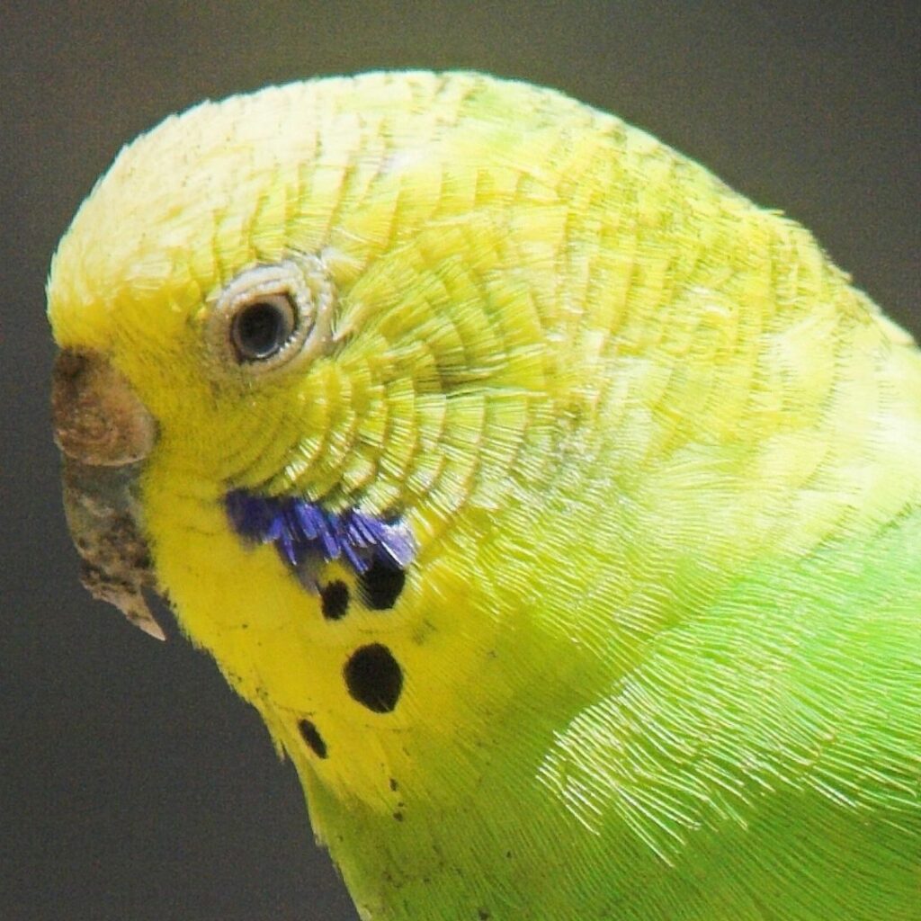 Do Parakeets Have Ears?