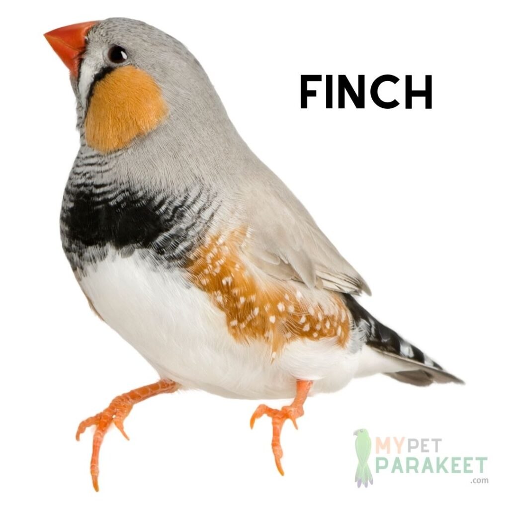 Can Parakeets and Finches Live Together? 