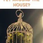 How Often Should A Parakeet Be Let Out Of Its Cage?