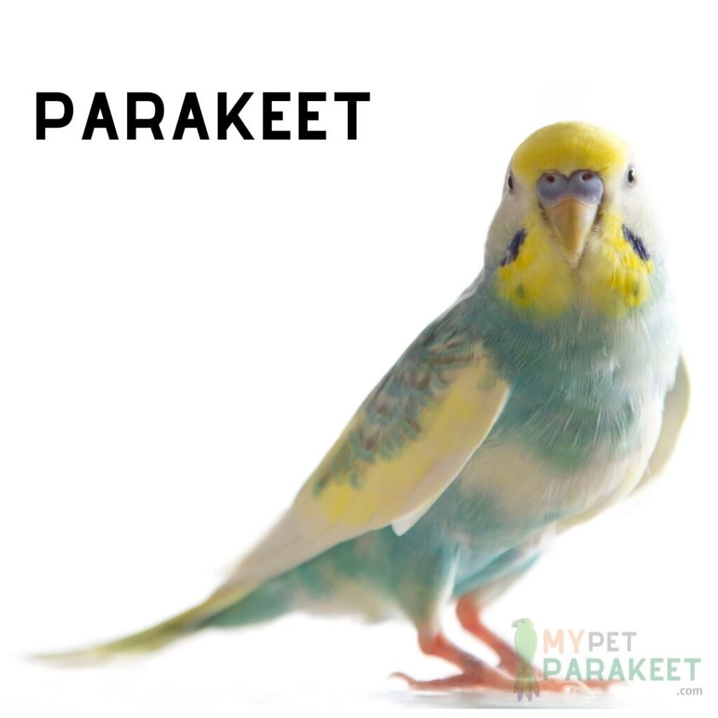 Can Parakeets and Finches Live Together?