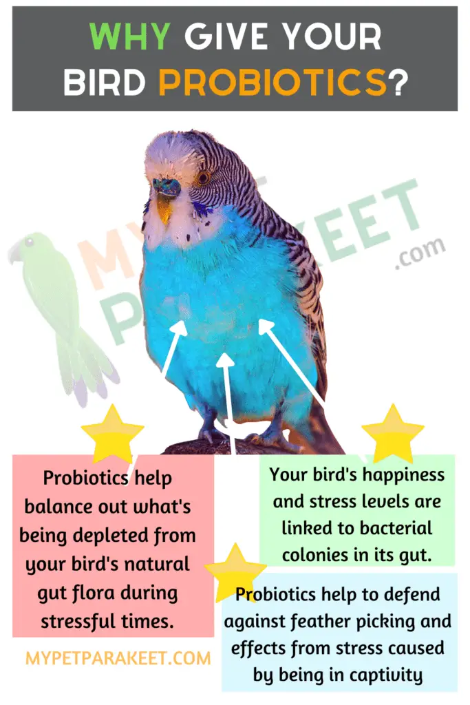 Why Give Your Parakeet Probiotics Infographic