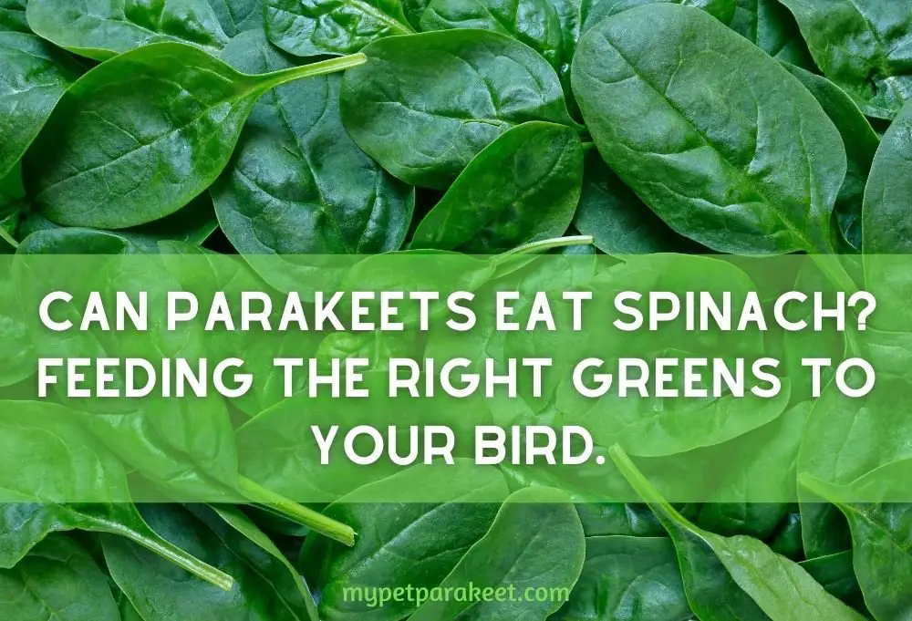 Can Parakeets Eat Spinach? Feeding The Right Greens To Your Bird.