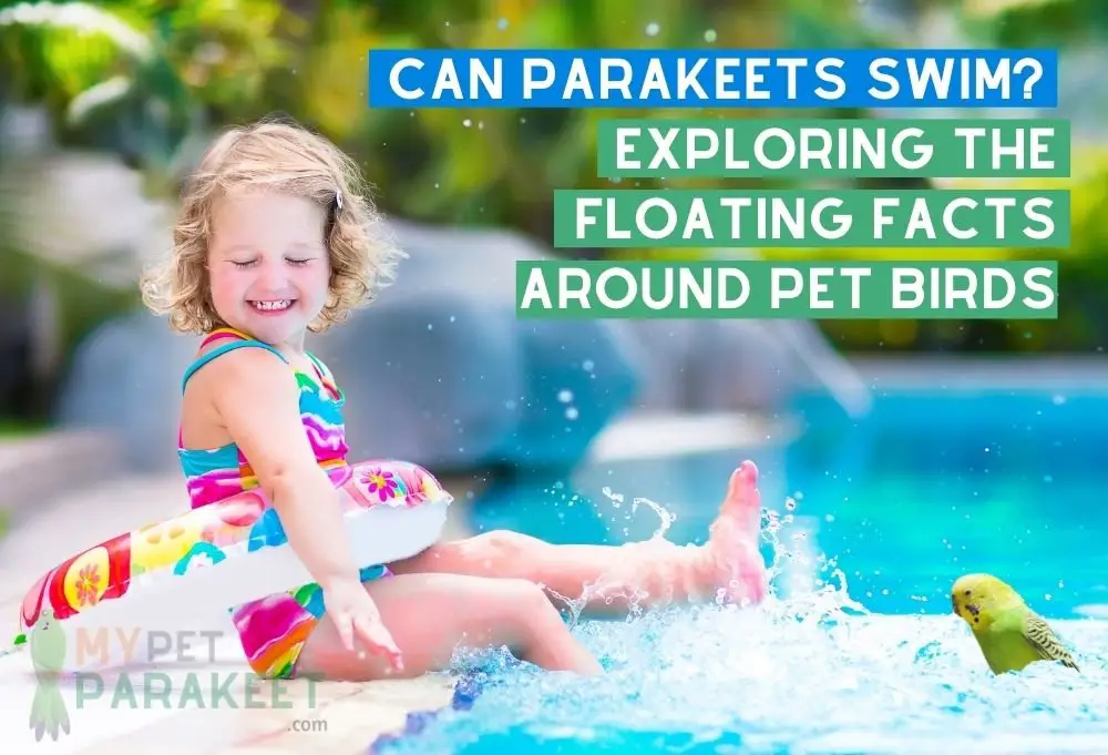Can Parakeets Swim?