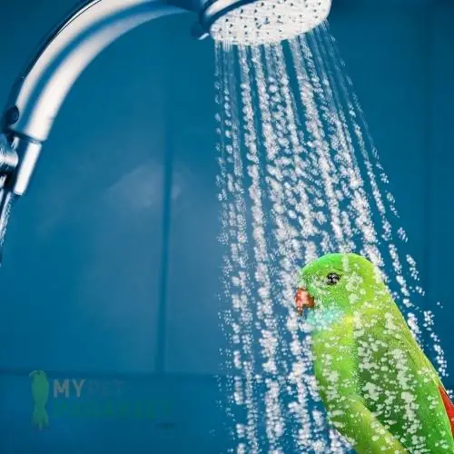 Can Parakeets Take A Shower?