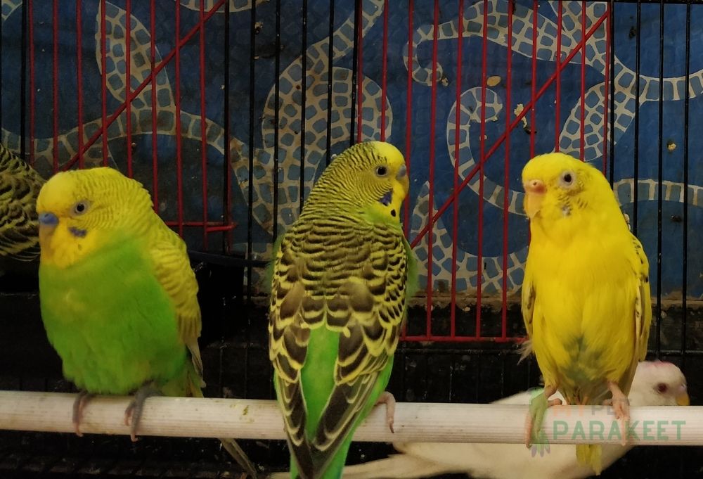 Can You Have 3 Male Parakeets Together?