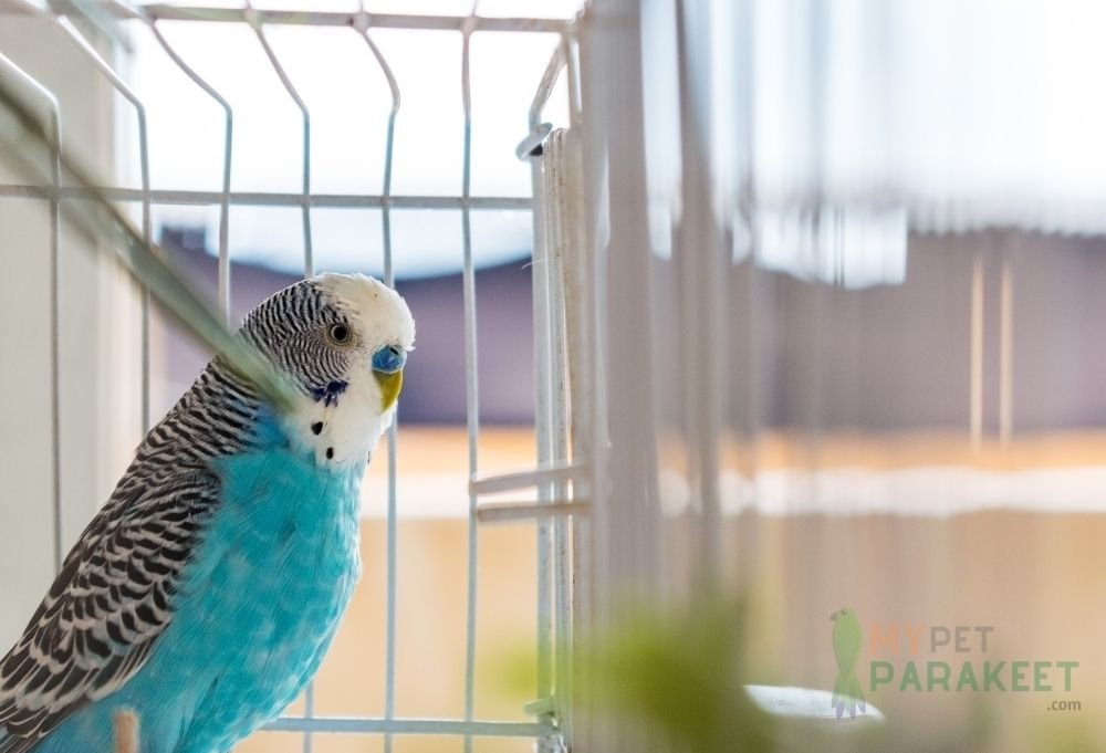 Can You Put 2 Male Parakeets In The Same Cage?