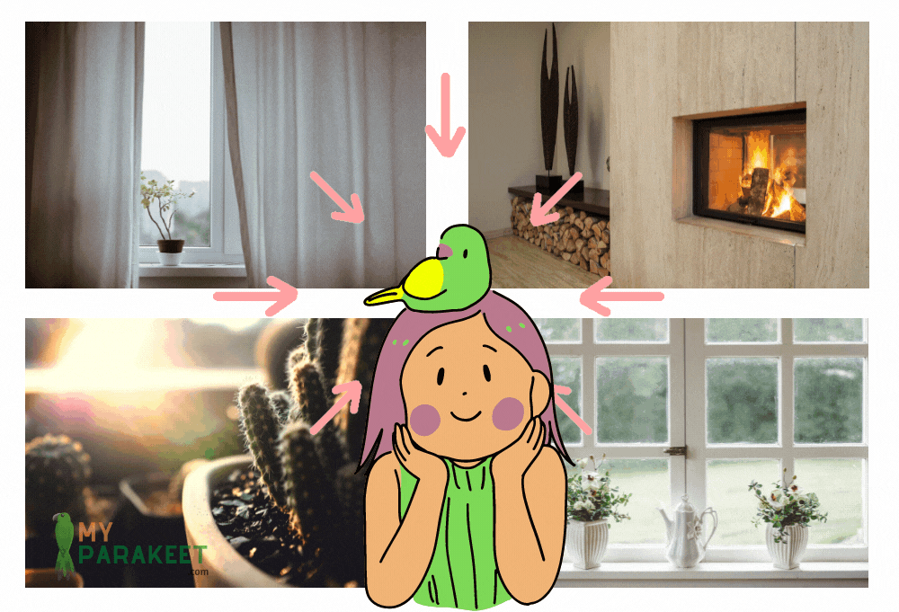 Can Parakeets Fly Around The House?