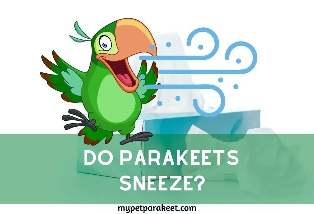 Do Parakeets Sneeze