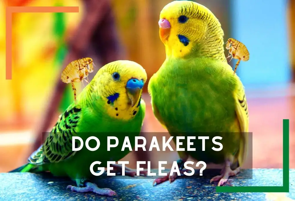 Do Parakeets Get Fleas?