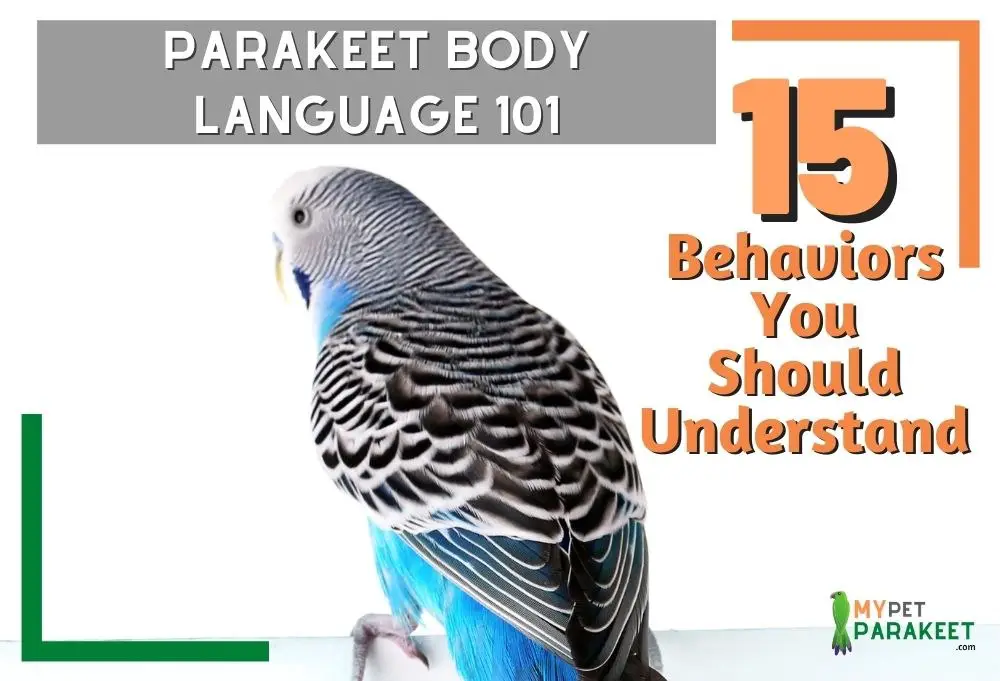 Parakeet_Body_Language_101