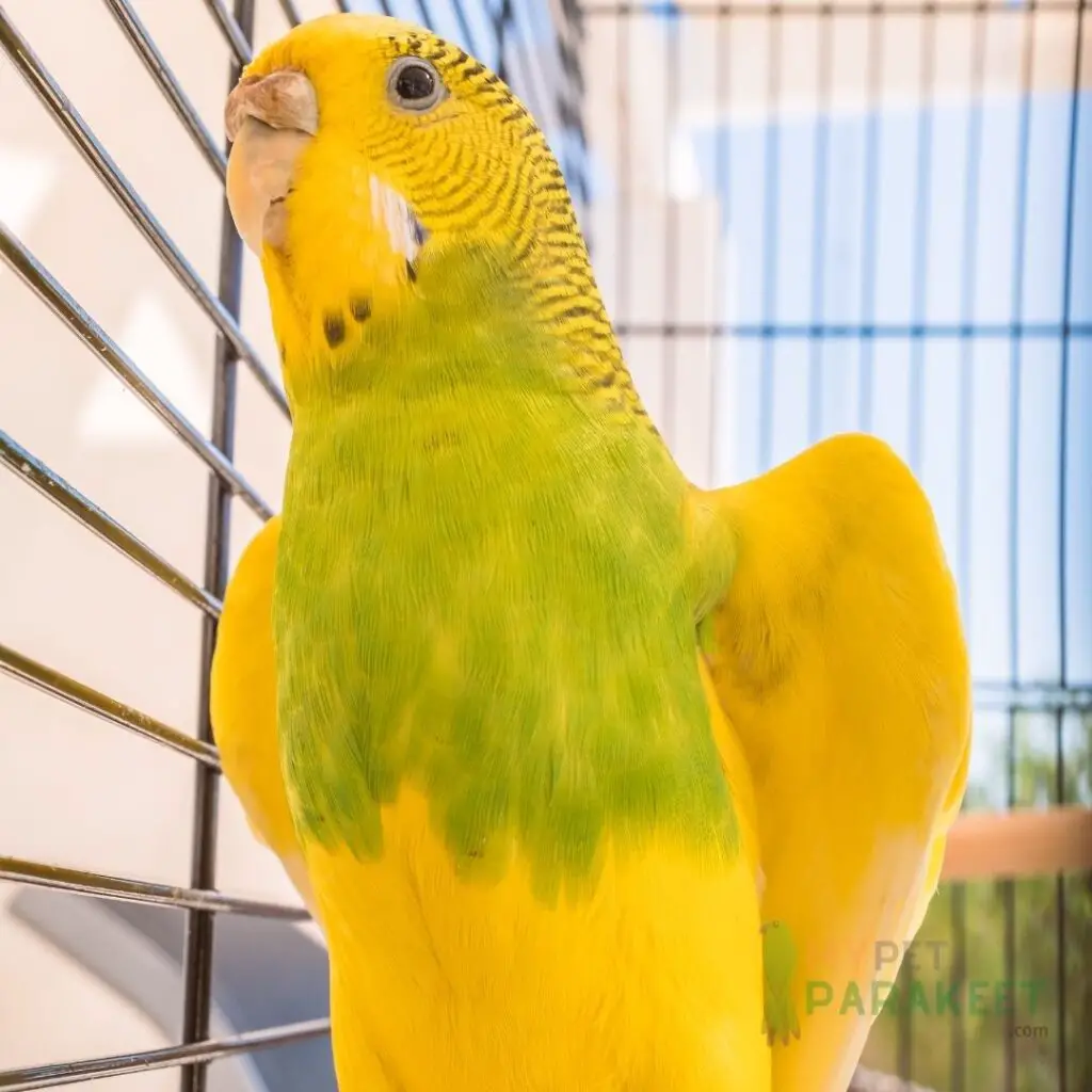 Parakeet Body Language 101: 15 Behaviors You Should Understand