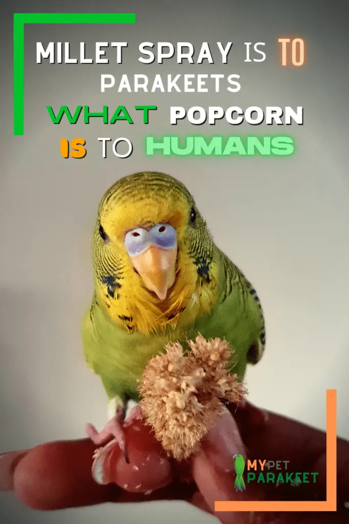 What Kind Of Treats Do Parakeets Like?