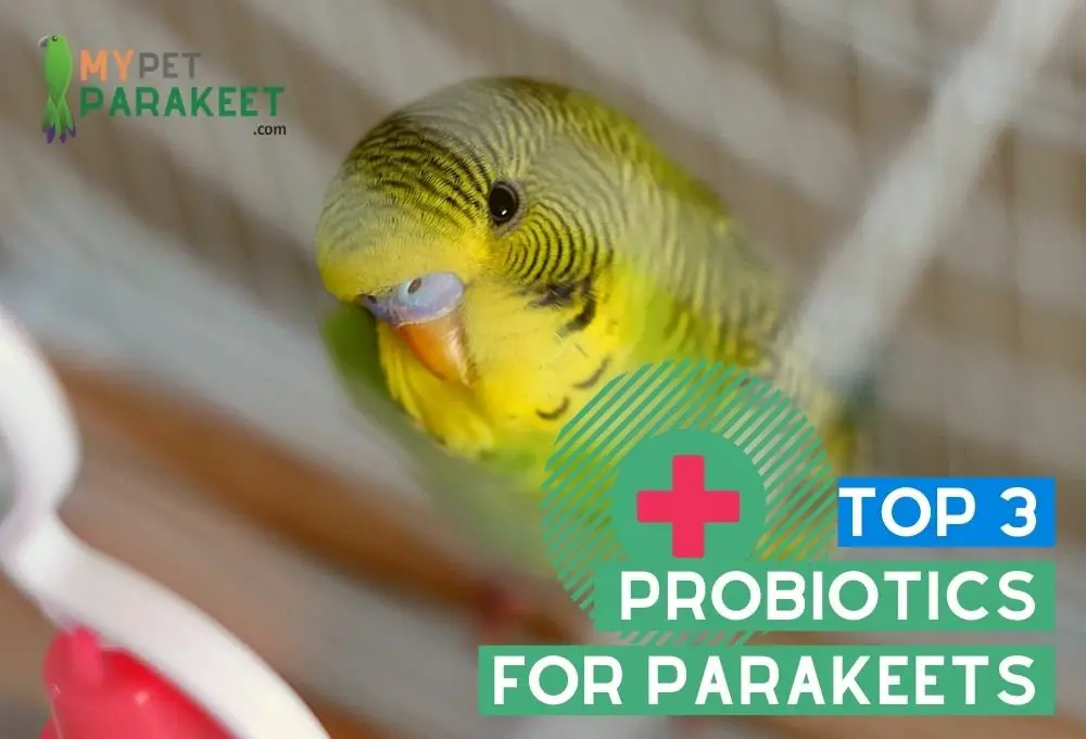 TOP 3 PROBIOTICS FOR PARAKEETS
