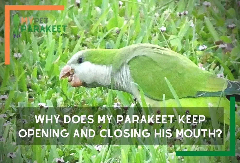 why does my parakeet keep opening and closing his mouth?