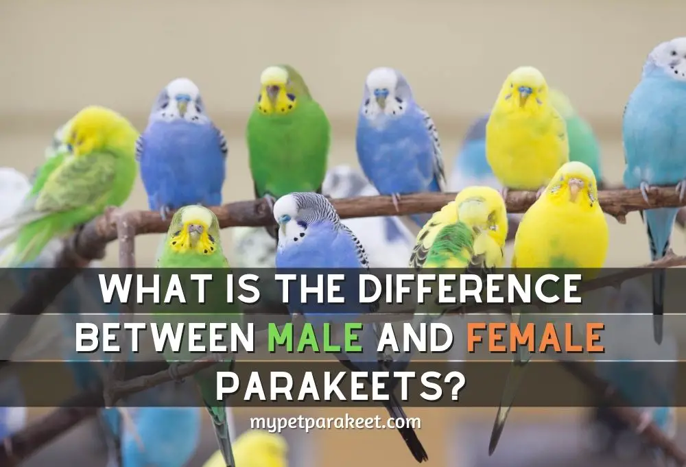 What Is The Difference Between Male And Female Parakeets?