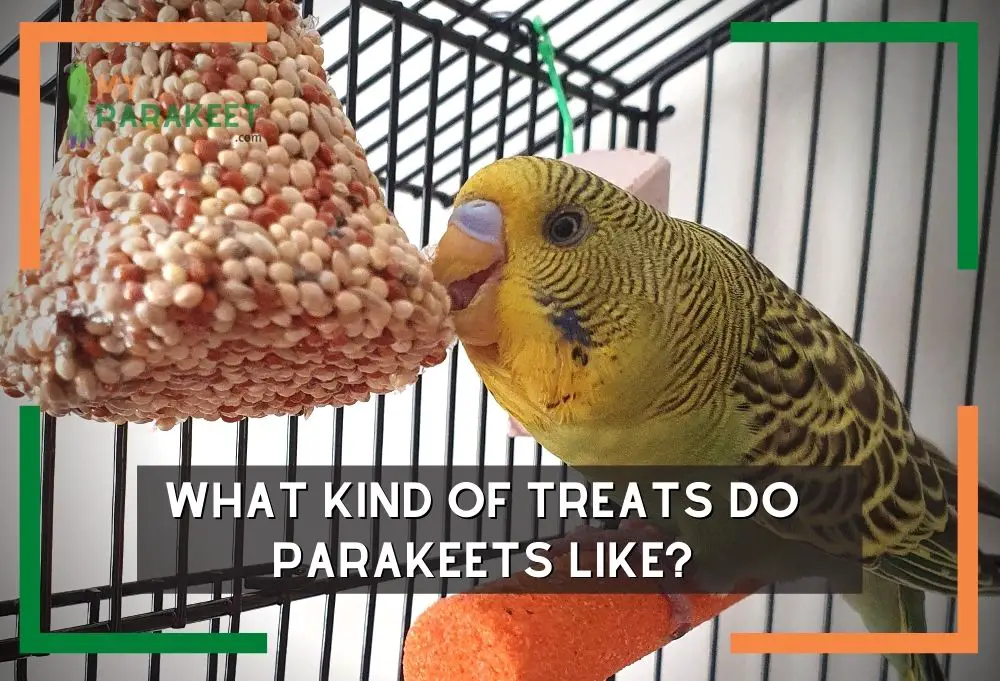 What_Kind_Of_Treats_Do_Parakeets_LikE