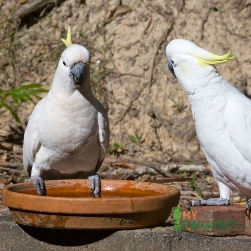 Why Does My Parakeet Poop In His Food Dish?